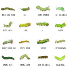 the different types of caterpillars are shown in this image, and there is also