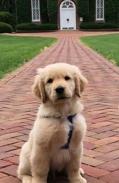 a dog that is sitting down on the ground in front of a brick walkway and house