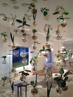 a room filled with lots of plants hanging from the ceiling