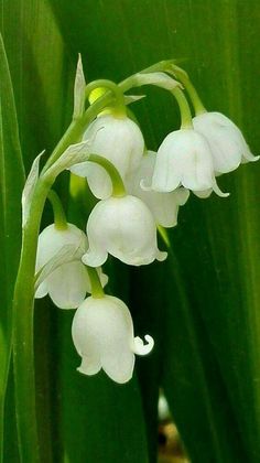 white flowers with green leaves in the background