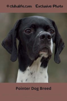 a black and white dog looking at the camera with its head tilted to the side