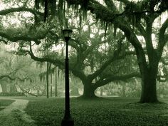 a street light sitting in the middle of a lush green park covered in spanish moss