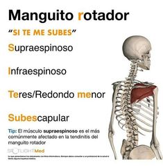 an image of a skeleton with the caption manguito rotador si me subes supraespinos