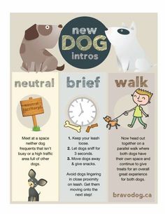 an info sheet describing the benefits of dogs and how they can help with their health