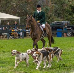 a man riding on the back of a brown horse surrounded by dogs in a field