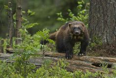 a brown bear standing on top of a log in the woods