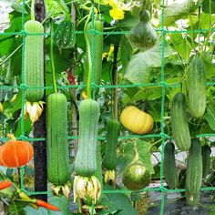 cucumbers and other vegetables are growing on the vine in an outdoor vegetable garden