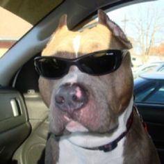 a dog wearing sunglasses sitting in the back seat of a car with its tongue out