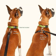 a dog wearing a collar and leash with instructions on how to use the collar for it