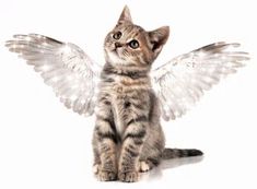 a cat with wings on its back sitting in front of a white background and looking up at the sky