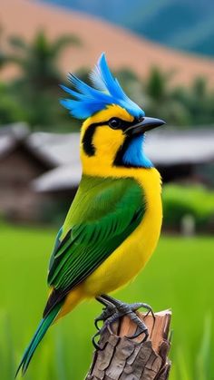 a yellow and blue bird sitting on top of a wooden post