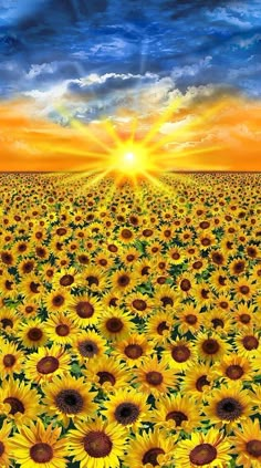 the sun is setting over a large field of sunflowers