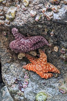 two starfishs are laying on the rocks together