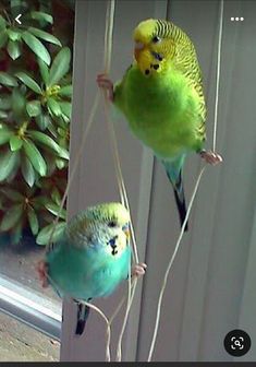 two parakeets sitting on top of perches next to each other in front of a window