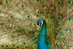 a peacock with its feathers spread out