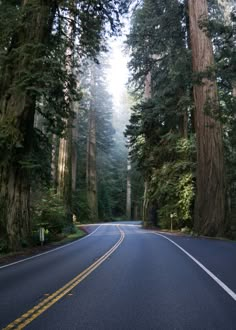 an empty road surrounded by tall trees in the forest