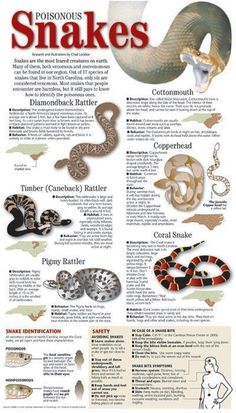 the poster shows different types of snakes and how they can be found in this area