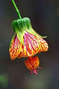 a close up of a flower on a plant