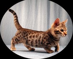 a small cat walking across a white floor