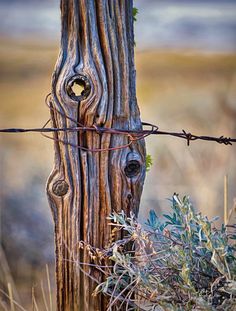 an old wooden fence post with barbed wire