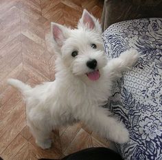 a small white dog standing on top of a wooden floor