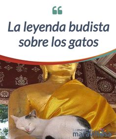 a cat sleeping on top of a buddha statue with the caption la leya budistaa sob los gatos