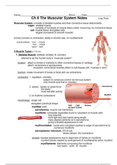 the muscular system worksheet with diagrams for students to learn and use in their classroom