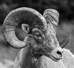 a ram with large horns standing in the grass and looking at the camera, black and white photograph