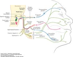 the anatomy of the head and neck, with labels on each side showing different areas