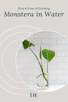 a plant in a vase with the words pros and cons of growing monstera n water