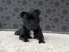 a black and white dog laying on top of a rug in front of a wall