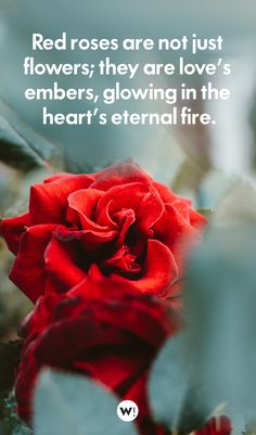 red roses are not just flowers they are love's embers, glowing in the heart's external fire