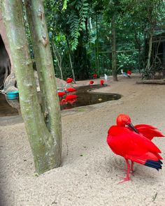 a red bird standing on top of a sandy ground next to a forest filled with trees