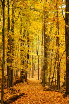 a path in the woods with lots of leaves on it