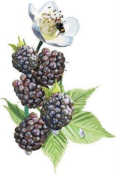 the blackberries are ready to be picked from the tree