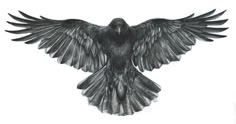 a black bird with its wings spread out