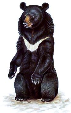 a drawing of a black bear sitting on its hind legs