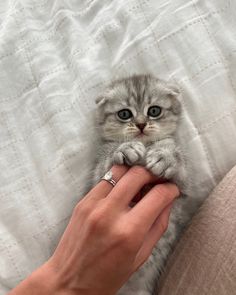 a person is petting a small kitten on the bed