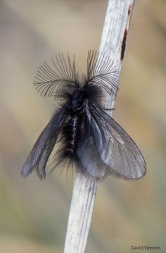 a black and white insect sitting on top of a plant