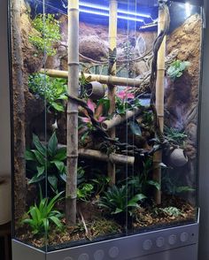 an aquarium filled with lots of plants and rocks