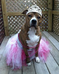 a brown and white dog wearing a tiara sitting on top of a wooden floor