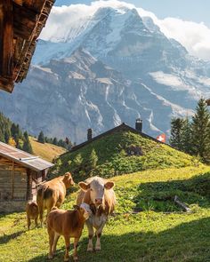 three cows are standing in the grass near a building and mountain range with snow - capped peaks