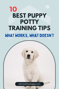 a white dog sitting in front of a blue background with the words 10 best puppy potty training tips