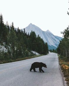 a black bear crossing the road in front of some trees and mountain range behind it