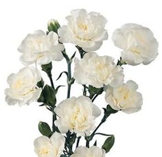 a bunch of white flowers sitting on top of a table