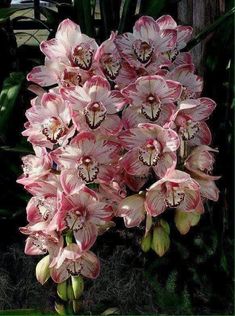 pink flowers are blooming in the garden