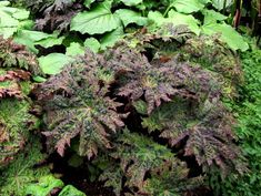 Podophyllum - Far Reaches Hybrids – Far Reaches Farm Shade Plants, Plant Gifts, Red Flowers, Garden Plants, Soil, This Is Us, Herbs, Wonder, Plants