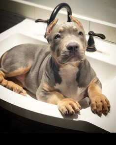 a brown and black dog laying in a sink