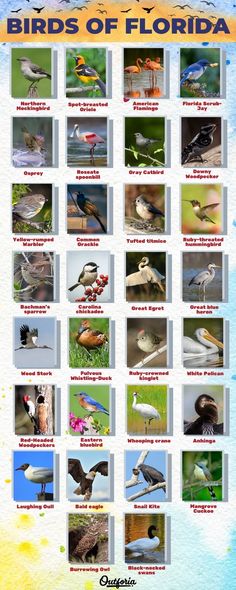 the birds of florida poster is shown