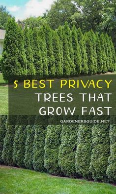 the words best privacy trees that grow fast are in front of a row of hedges